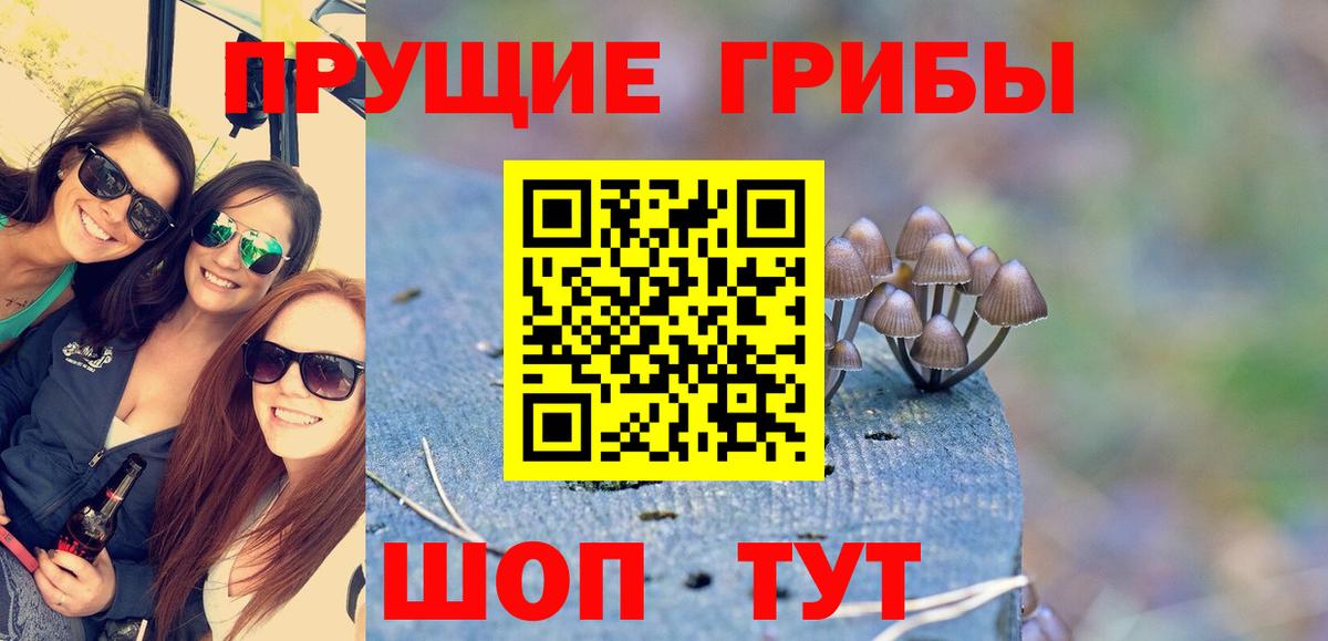 Псилоцибиновые грибы Cubensis Димитровград